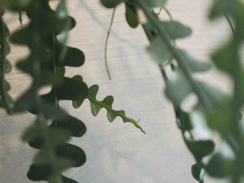 A Fishbone Cactus plant