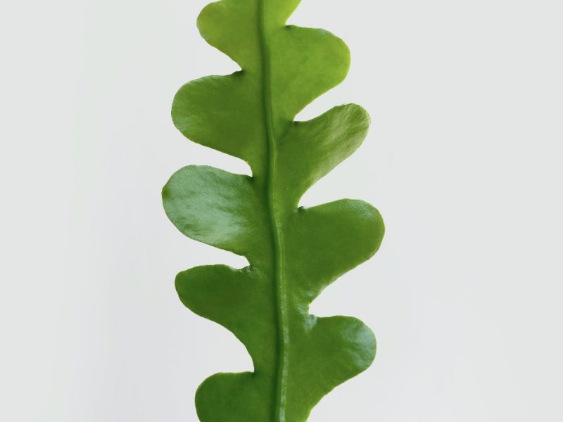 Leaf of a Fishbone Cactus plant