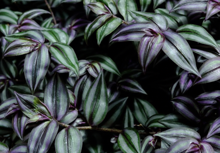 Wandering Jew Plant