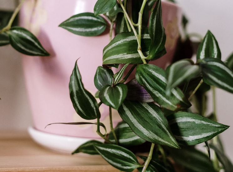 A Wandering Jew Houseplant