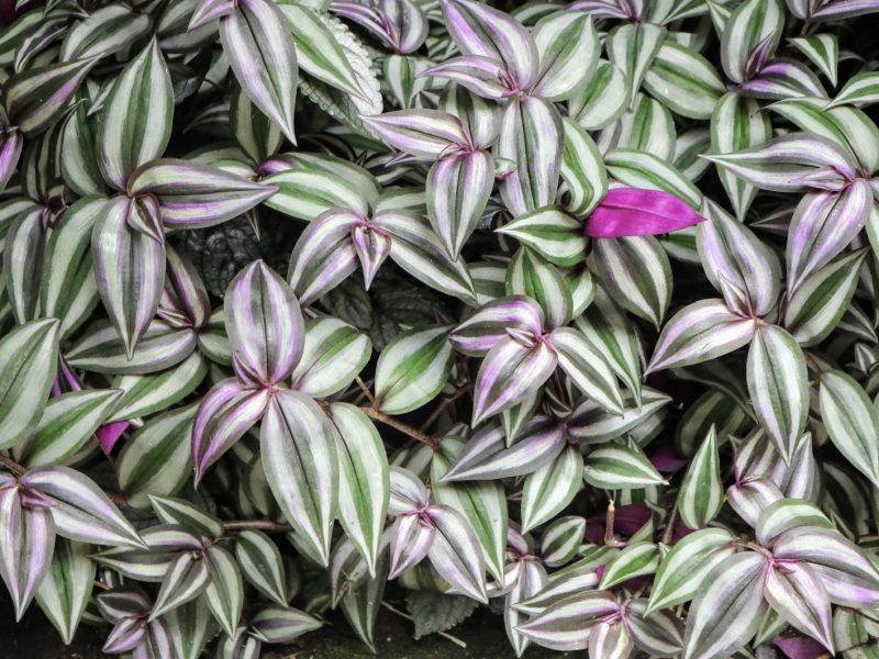 Propagating a Wandering Jew Plant