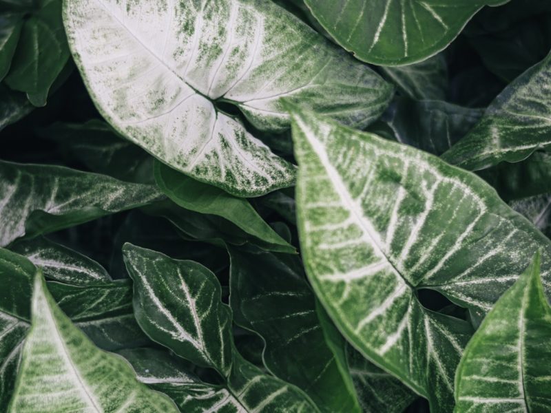 Caladium plant