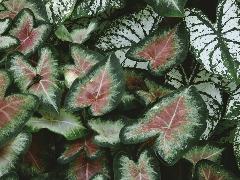 Caladium