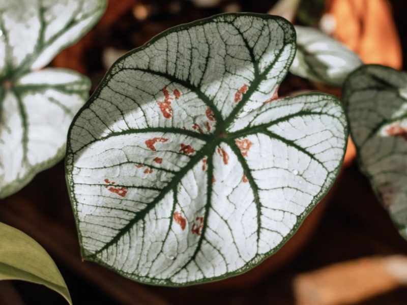 Rare Caladium Plant