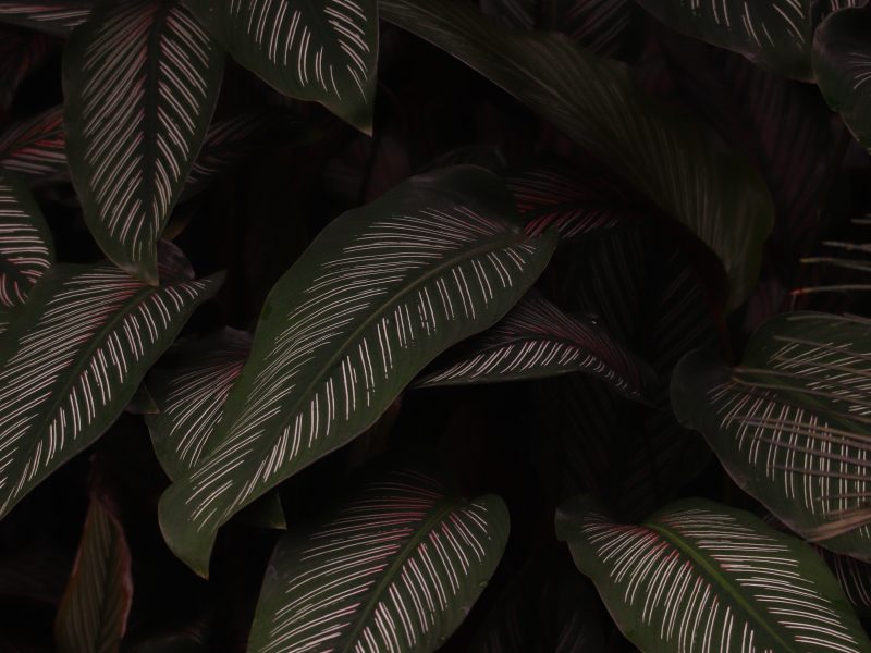 Pinstripe calathea leaves on a black background