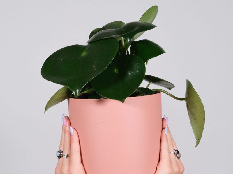 Raindrop Peperomia Plant