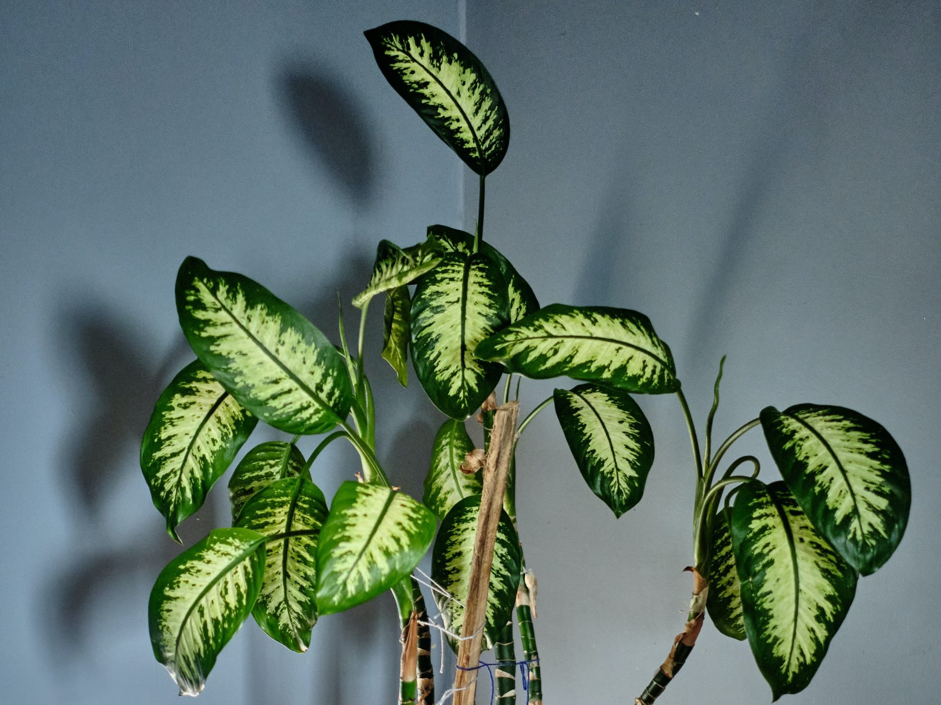 How to propagate a Dumb Cane plant Fiddle & Thorn