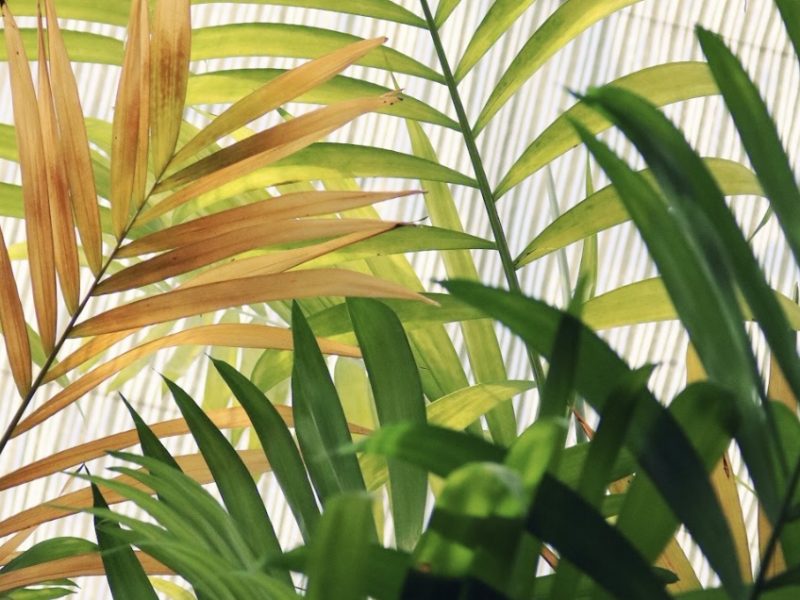 Brown leaves on a Kentia Palm plant