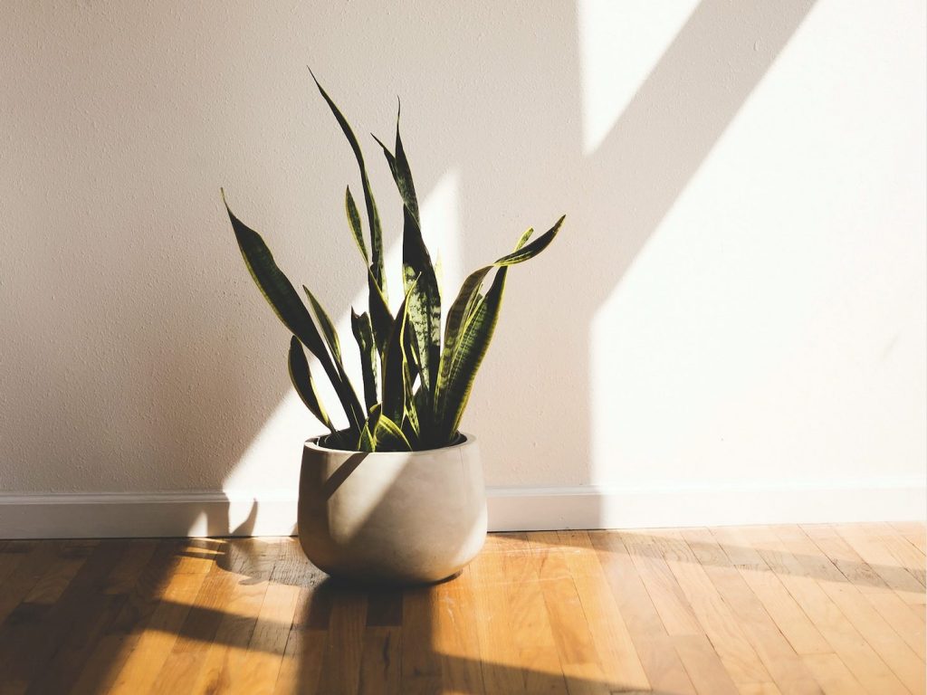 10 Houseplants That Can Tolerate Direct Sunlight | Fiddle & Thorn