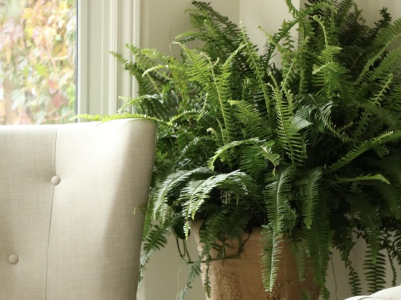 Boston Fern Houseplant