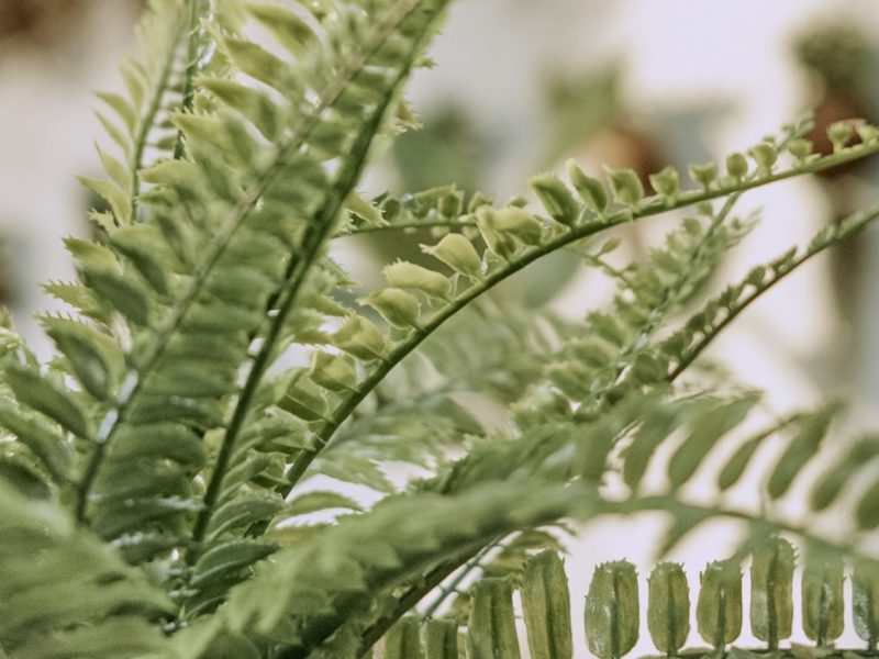 a Boston Fern