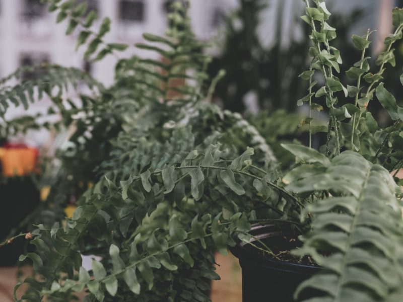 Boston Fern Plant