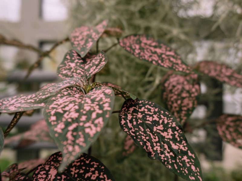Healthy Polka Dot Plants