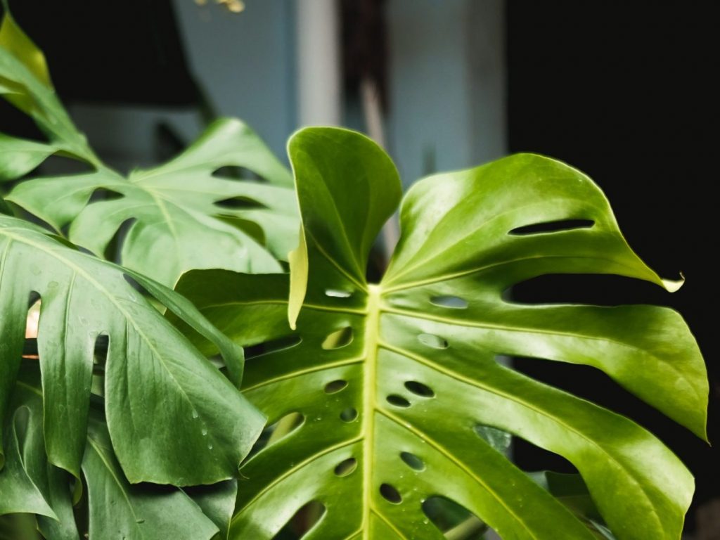 Why does my Monstera have yellow leaves? Causes and Solutions | Fiddle ...