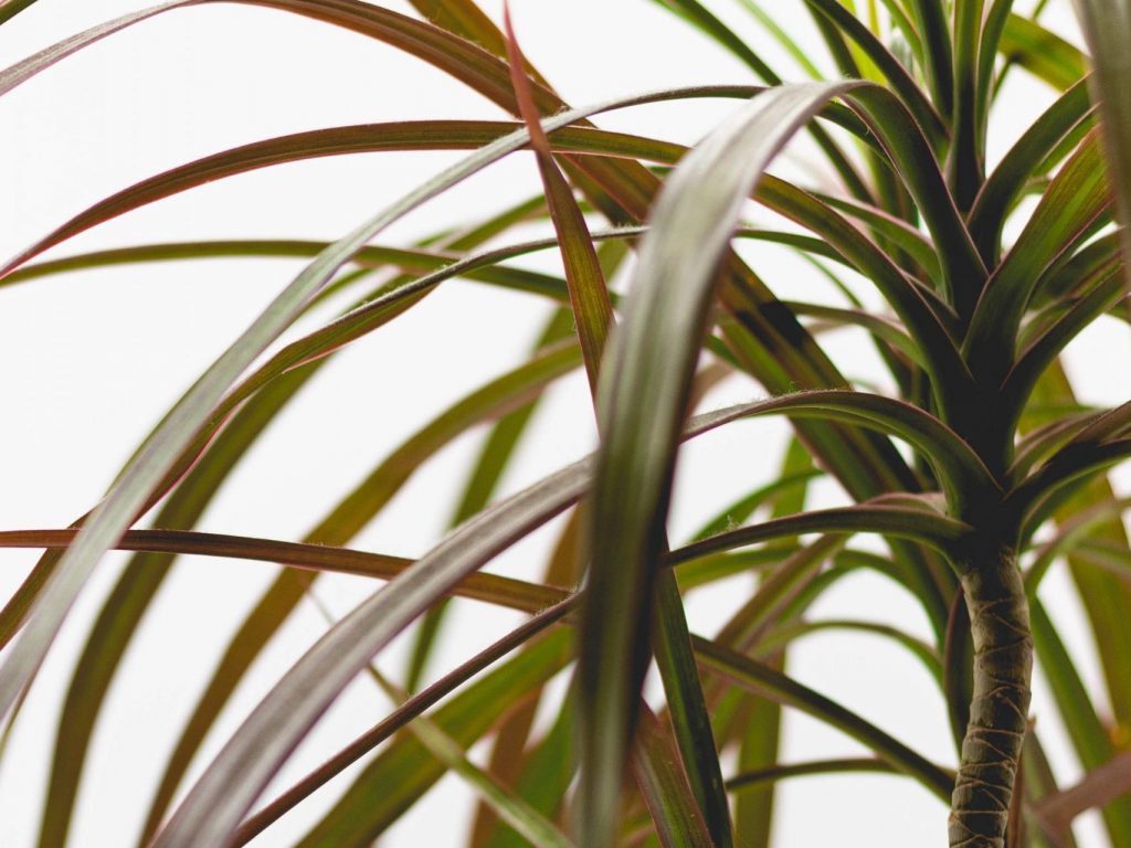 dragon tree leaves turning brown