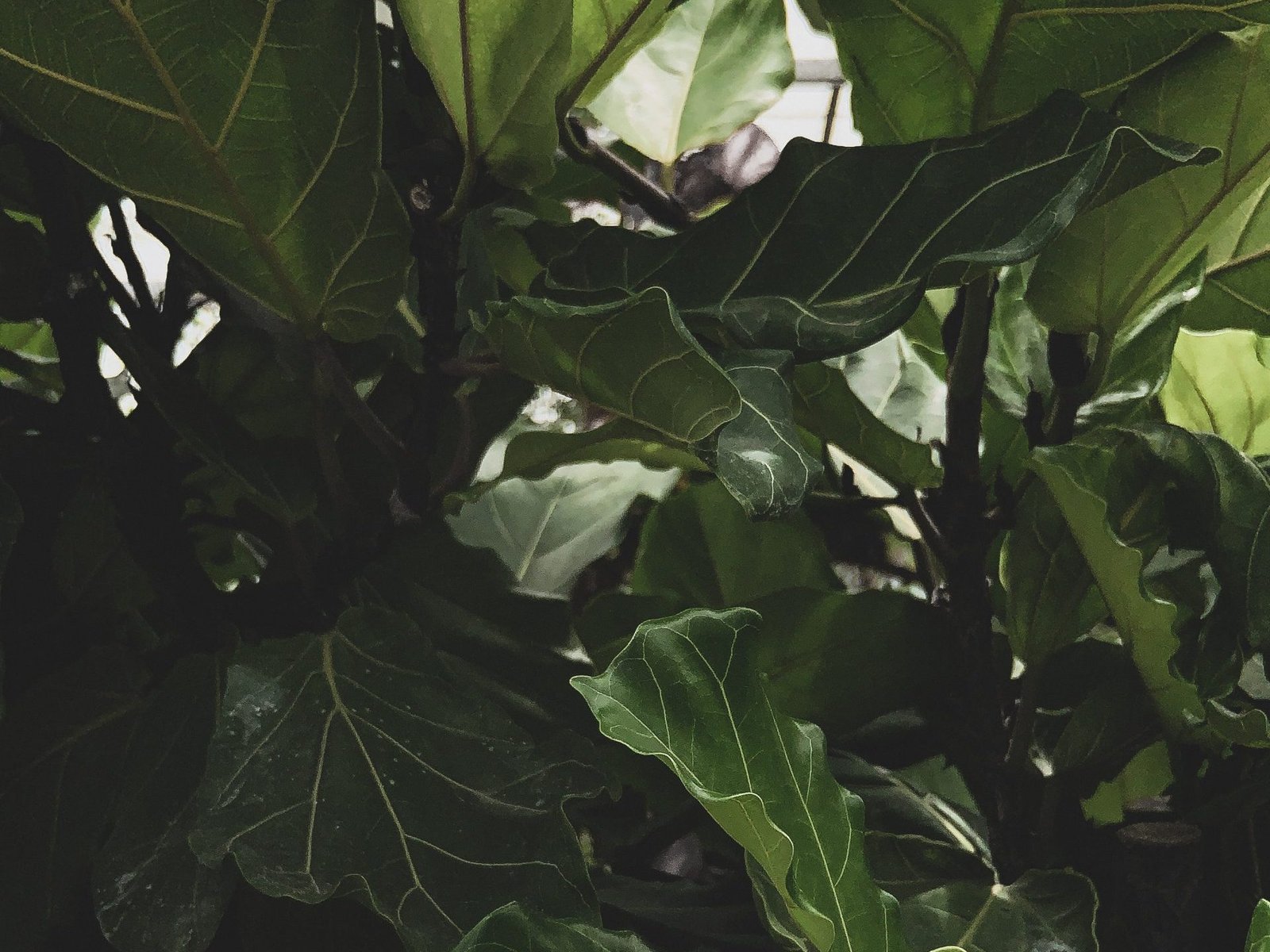 How to revive a dying Fiddle Leaf Fig Tree Fiddle & Thorn