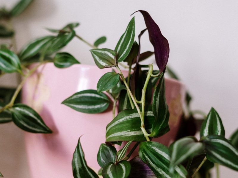 pink wandering jew plant propagation