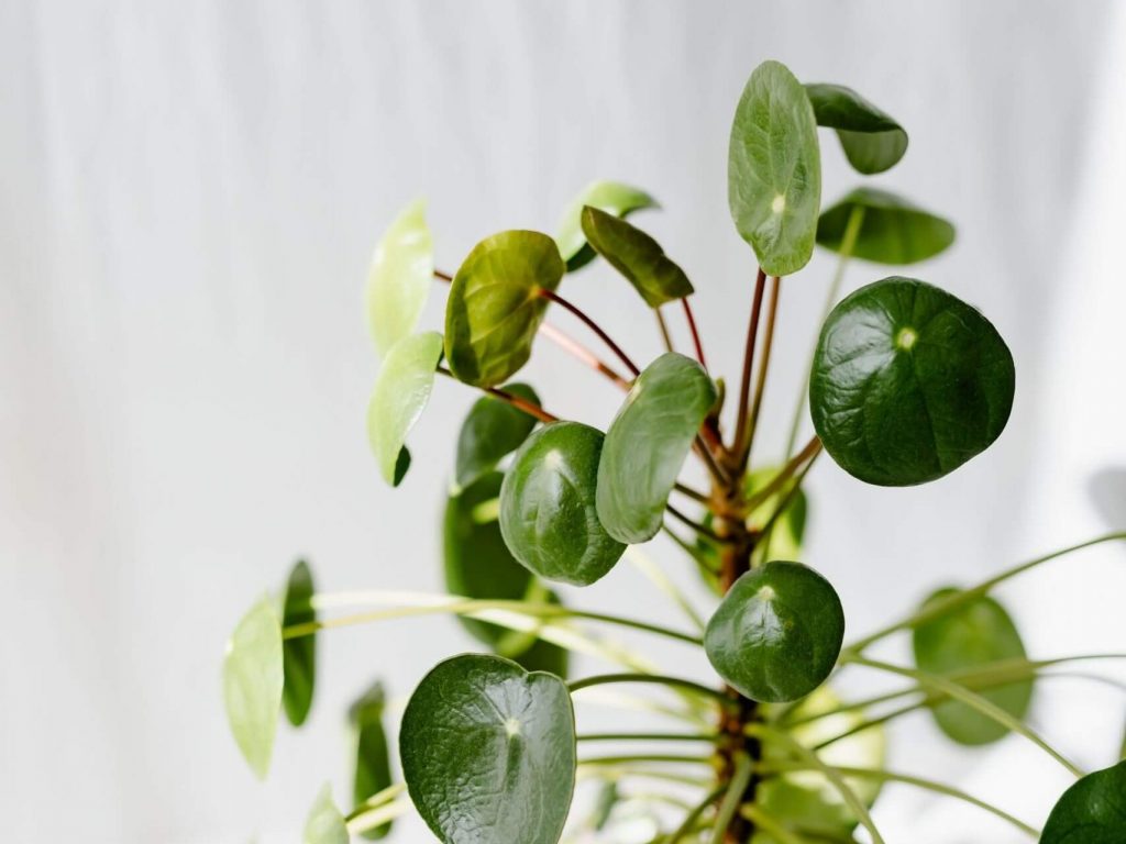 Why is my Pilea losing leaves? | Fiddle & Thorn