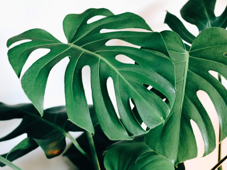 How to revive your dying Monstera | Fiddle & Thorn