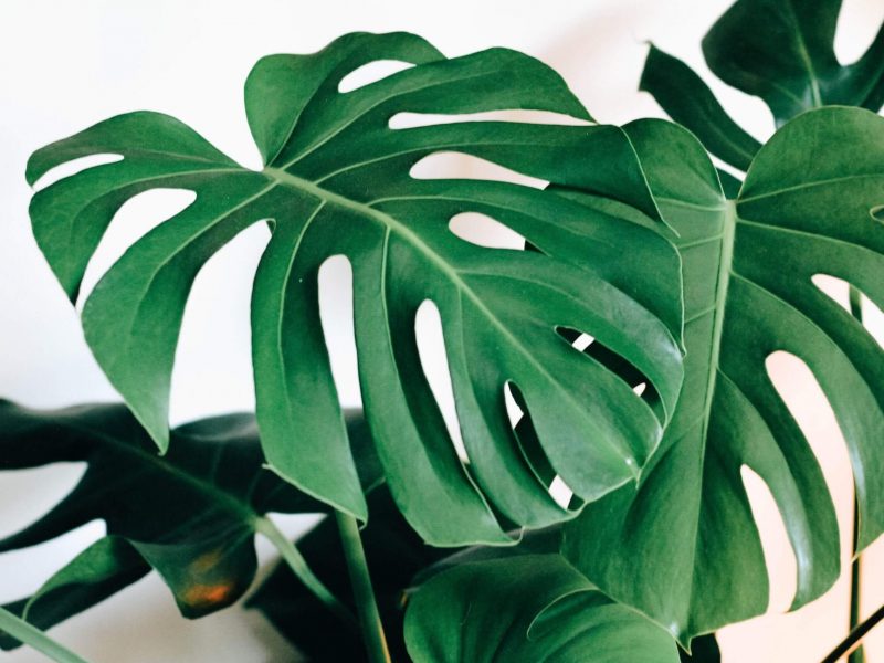 A healthy monstera