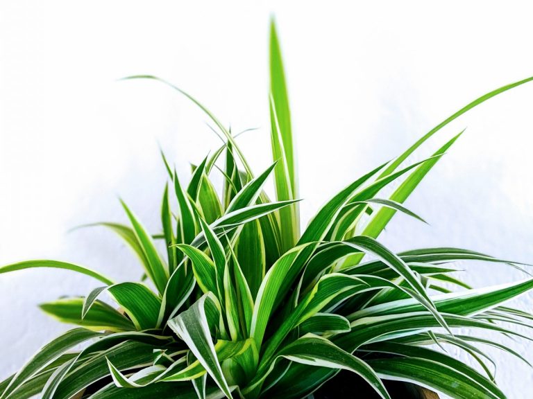 How to Propagate a Spider Plant | Step by Step Methods | Fiddle & Thorn