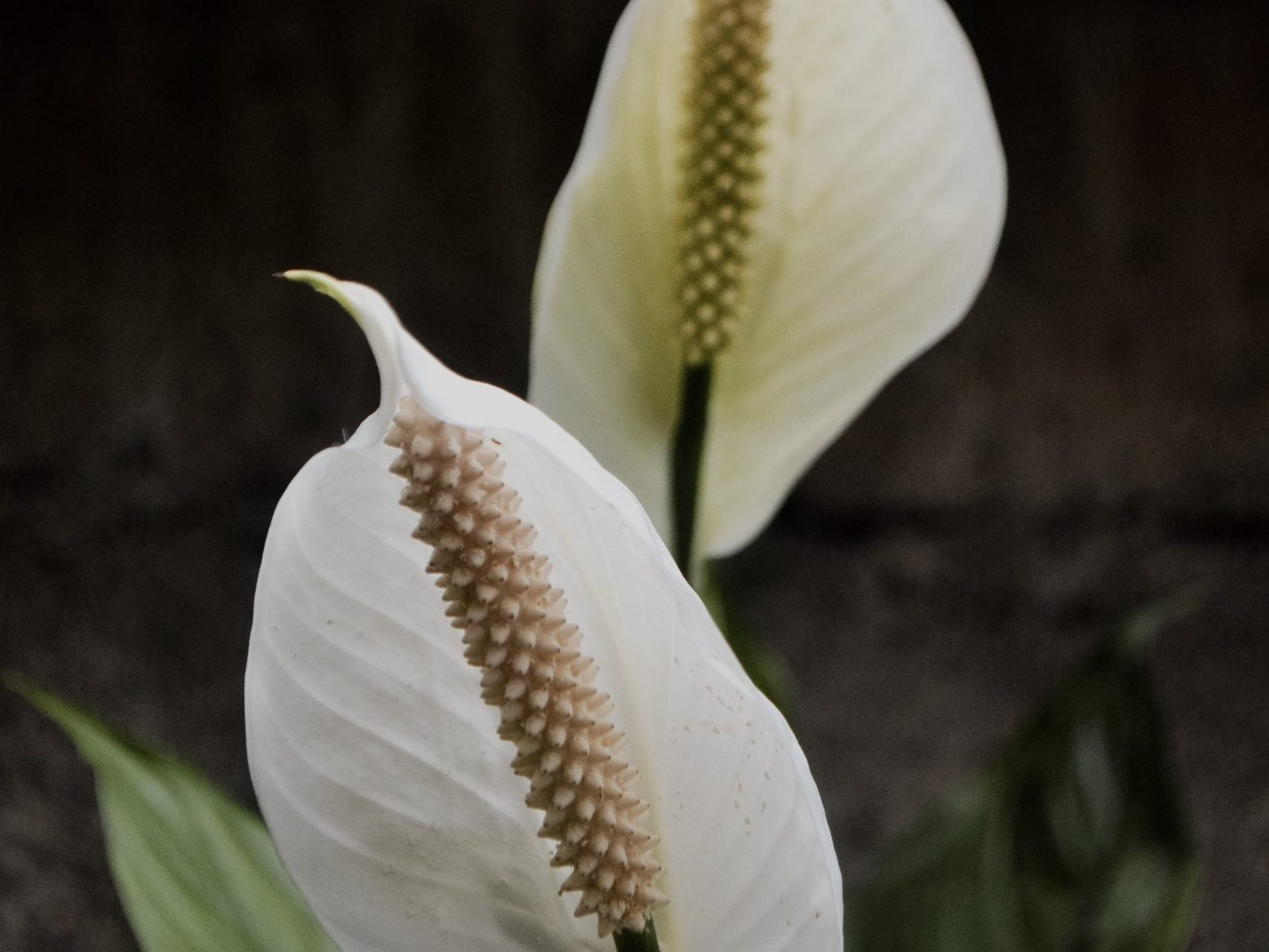 Why are the flowers on my Peace Lily green? Fiddle & Thorn