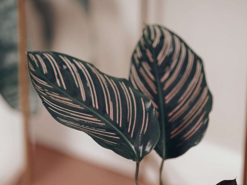 Healthy Pinstripe Calathea Leaves