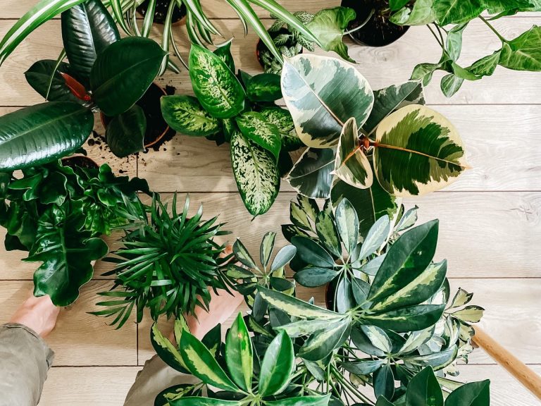 How to Avoid Houseplant Care Mistakes: A Comprehensive Guide