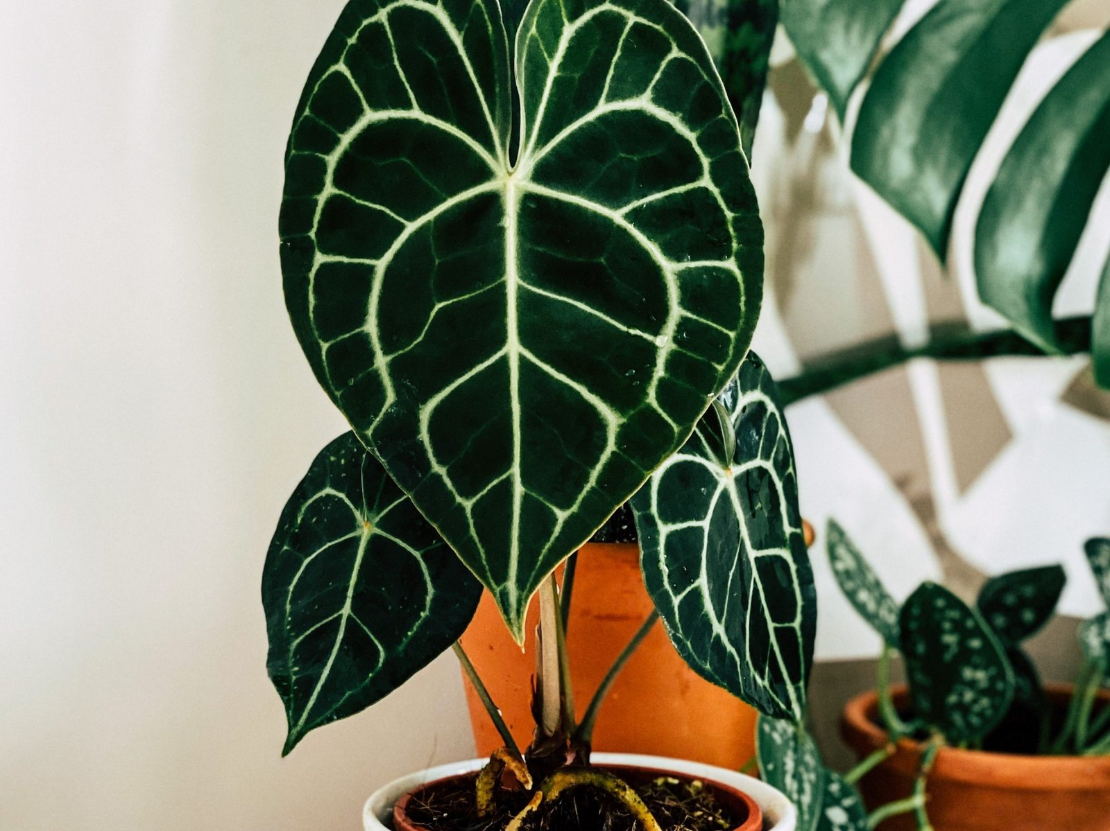 Why is my Anthurium Clarinervium turning yellow? Fiddle & Thorn