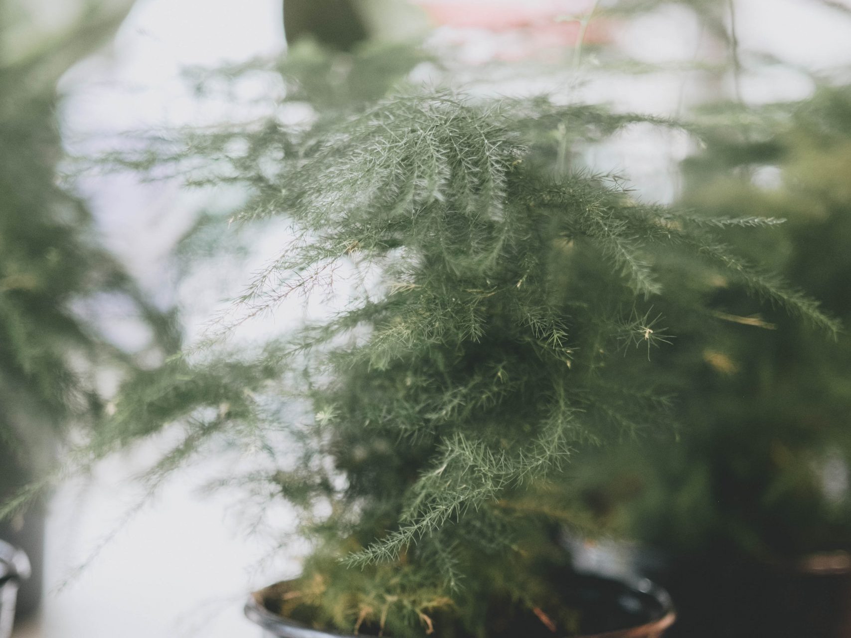 How to Propagate an Asparagus Fern Fiddle & Thorn