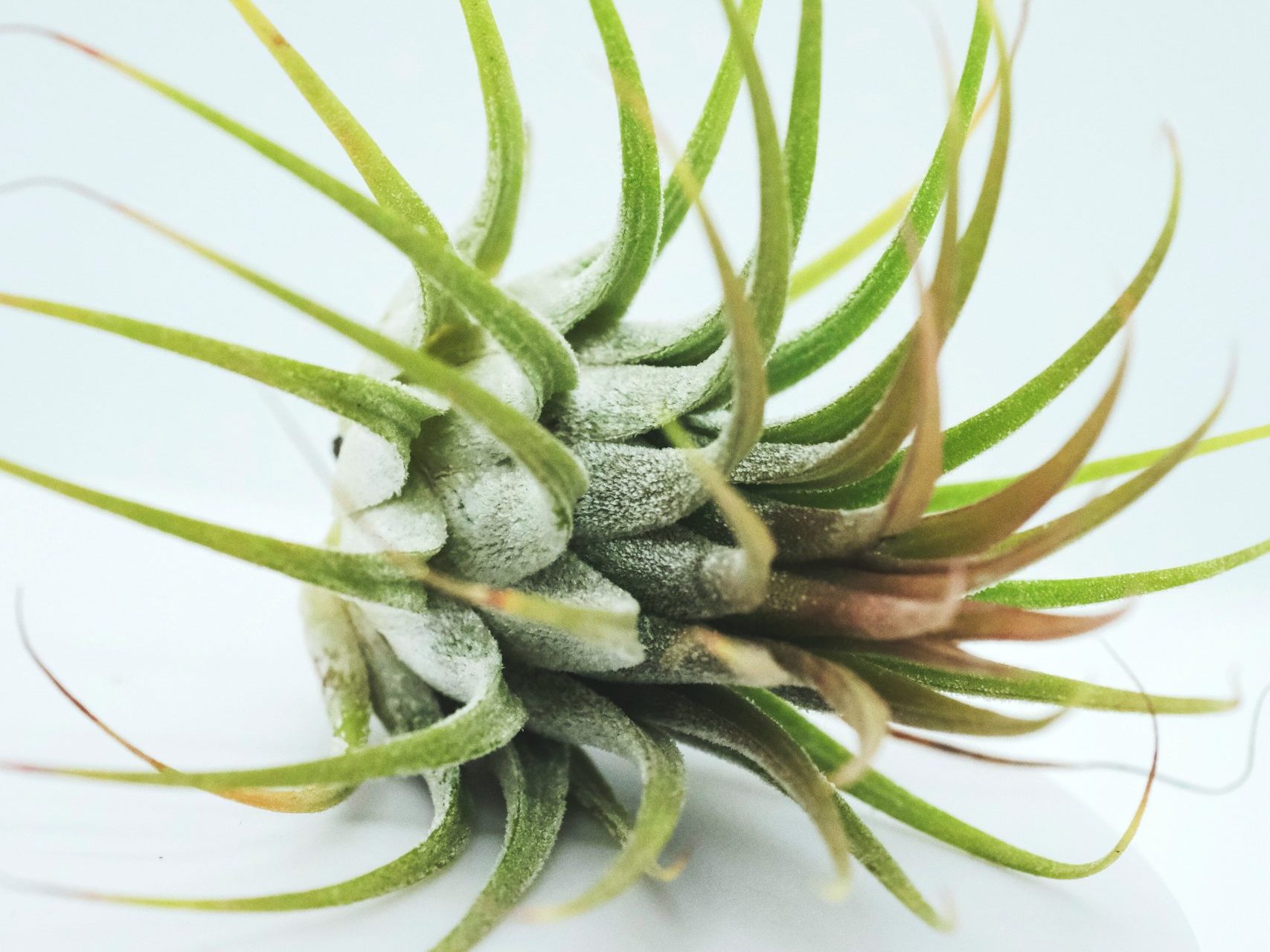 How to propagate an Air Plant | Step by Step Methods | Fiddle & Thorn