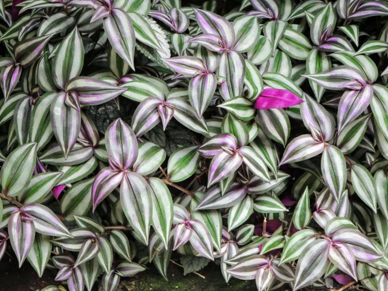 pink wandering jew brown leaves