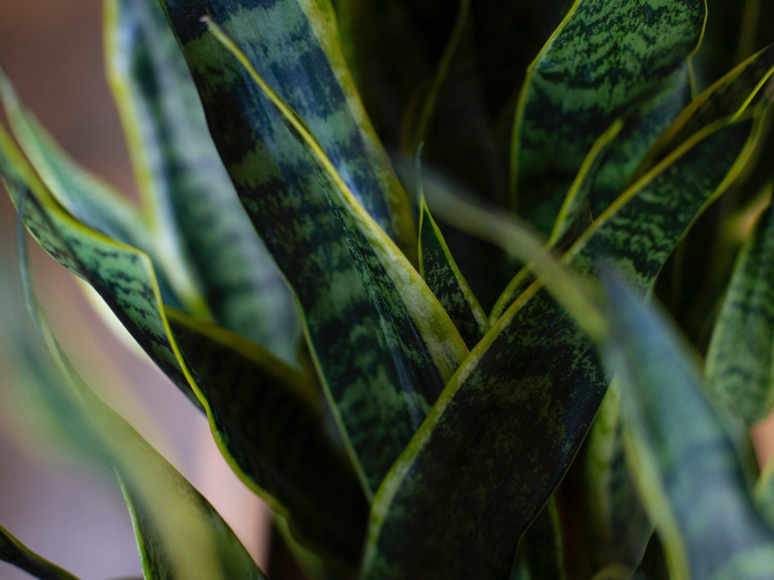 Snake plant mushy leaves