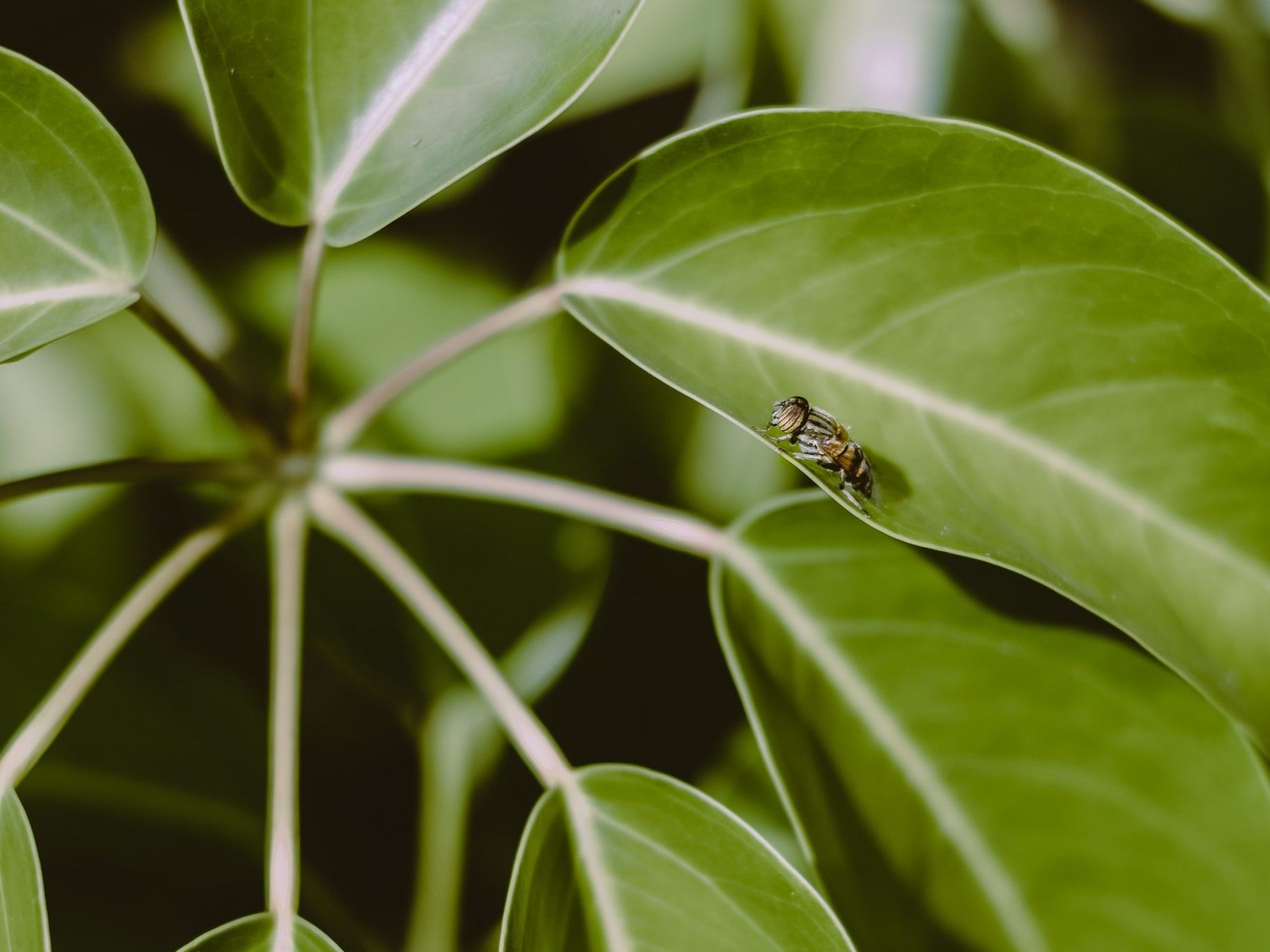 Troubleshooting Yellow Leaves On Schefflera Plants: Causes And Solutions