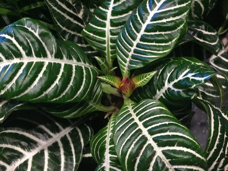 Zebra Plant Leaves