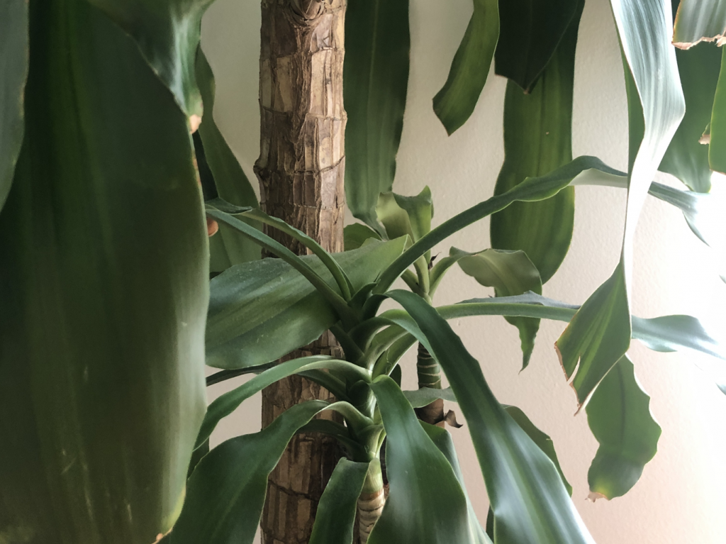 Why does my Yucca have yellow leaves? Causes and Solutions Fiddle & Thorn