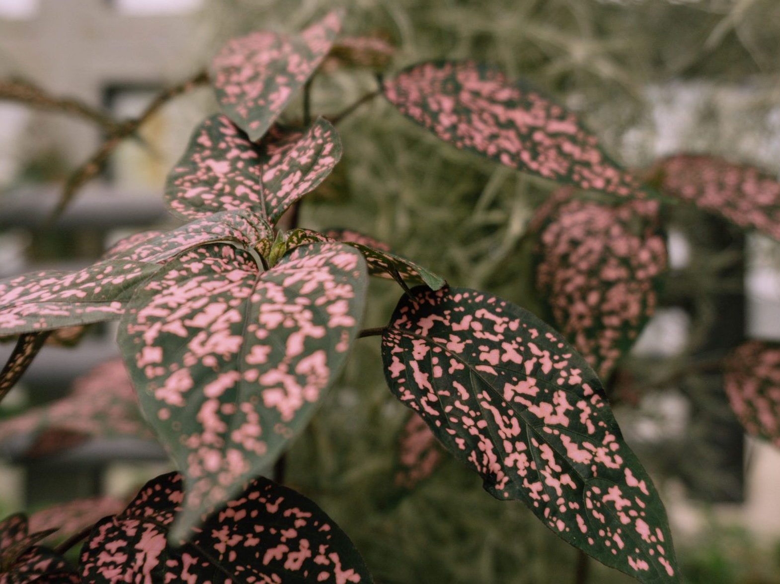 polka dot plant leaves turning brown