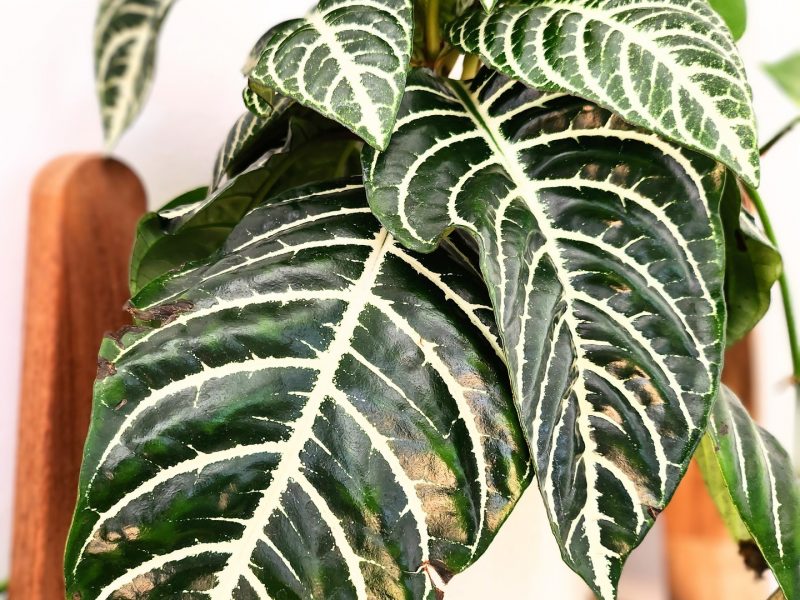 Healthy zebra plant leaves