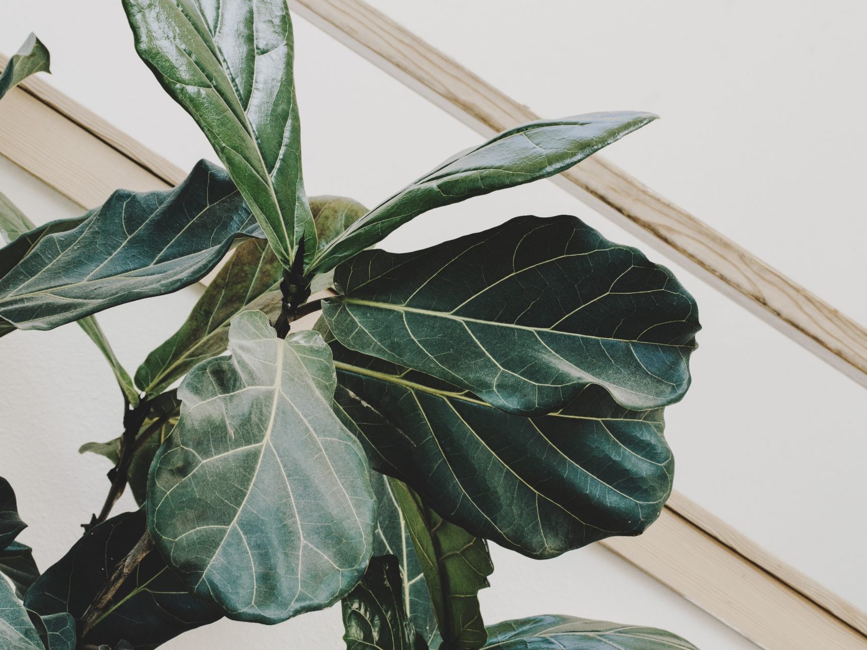 The 10 Best Houseplants for your Living Room | Fiddle & Thorn