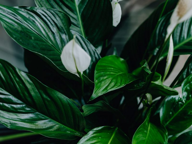 10 Best Air Purifying Houseplants | Fiddle & Thorn