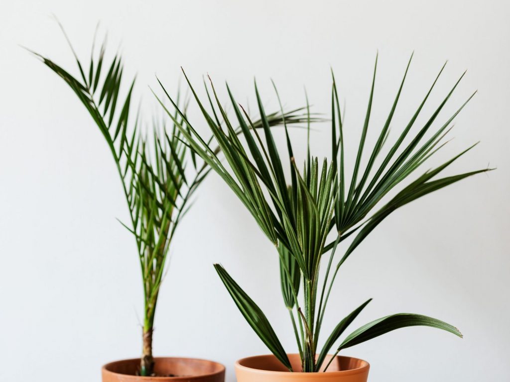 12 Tropical Houseplants that Thrive Indoors | Fiddle & Thorn