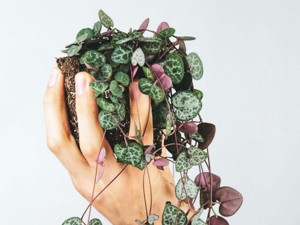 5 Houseplants With Heart Shaped Leaves Fiddle And Thorn 