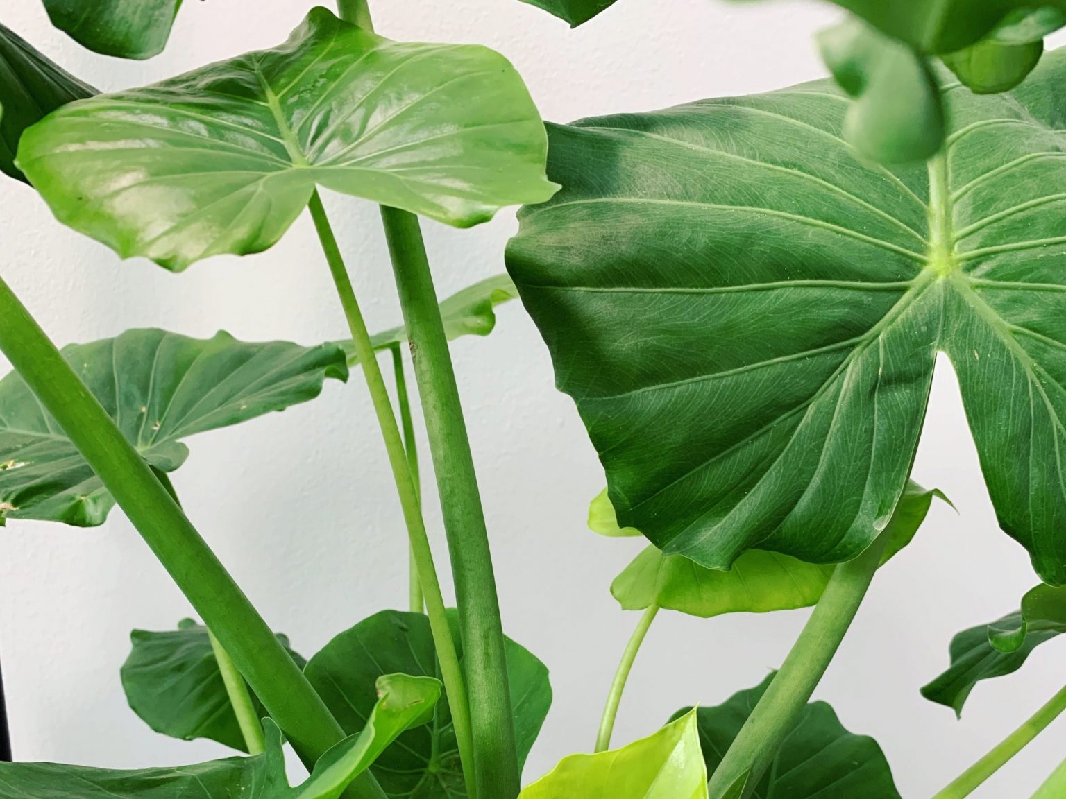 5 Houseplants With Heart Shaped Leaves Fiddle And Thorn 