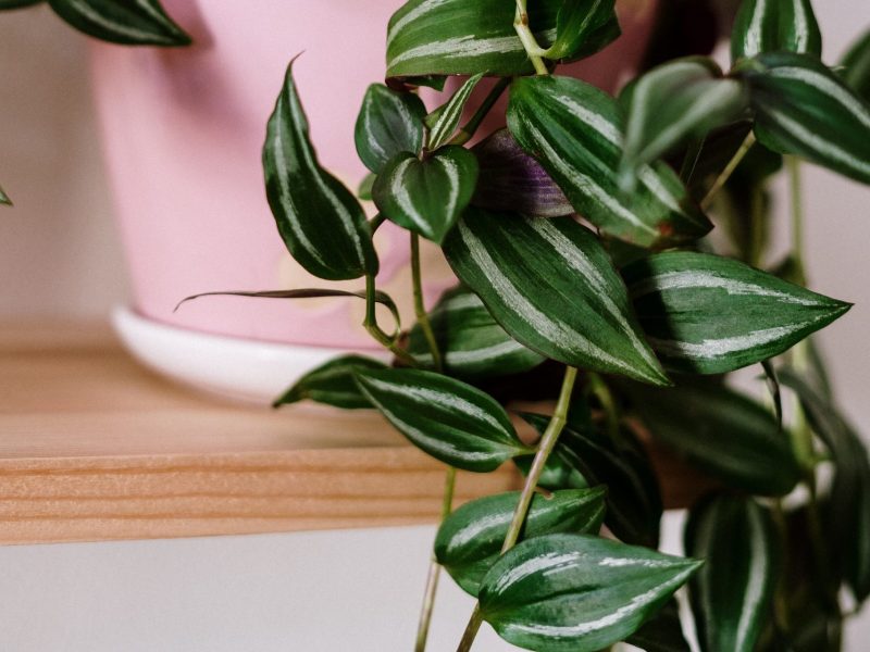 A Wandering Jew plant in a pink pot that is hanging over a shelf