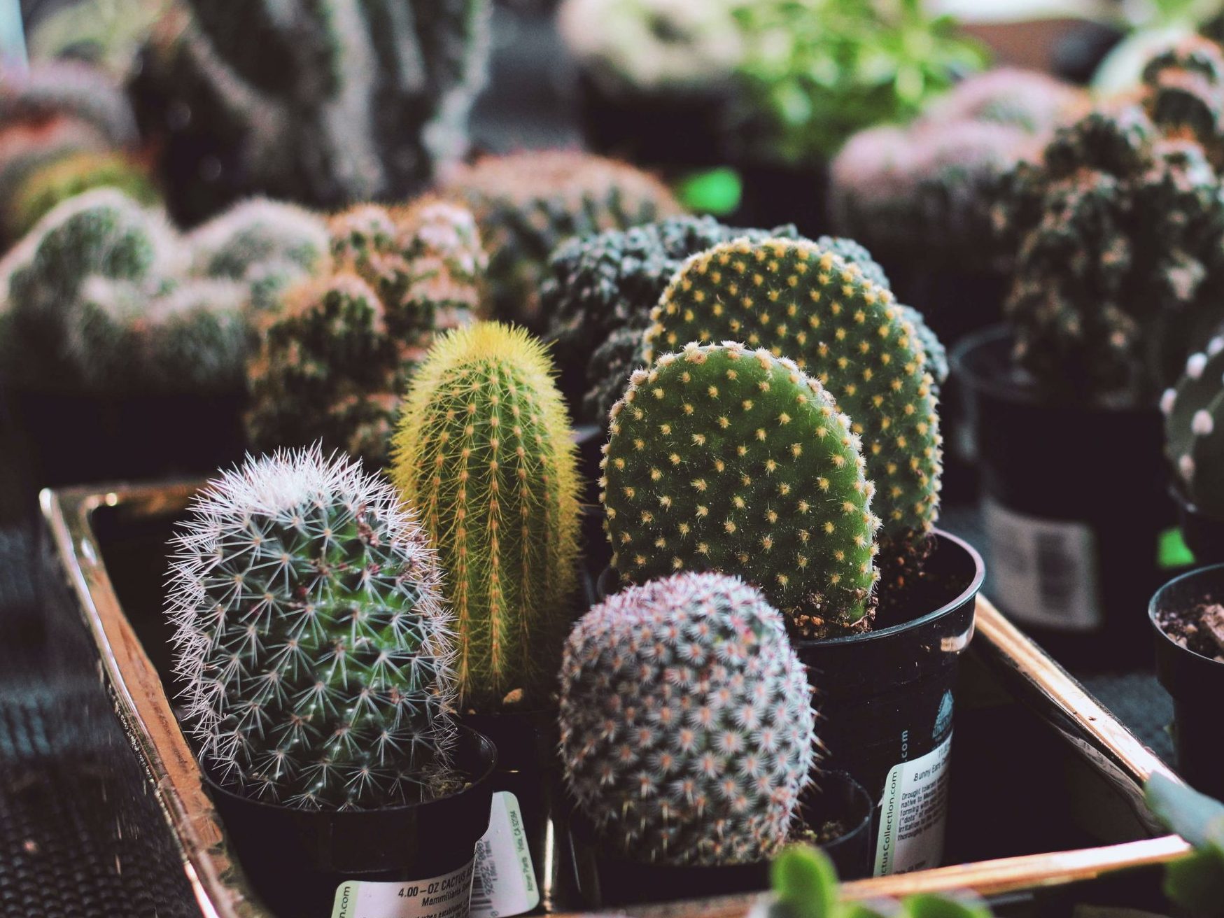 Why is my Cactus turning brown? Causes and How to Fix it! Fiddle & Thorn