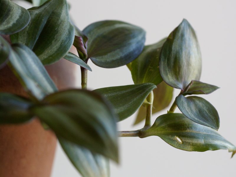 New growth on a wandering jew plant