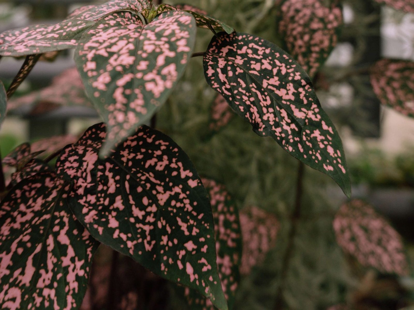 Why is my Polka Dot Plant turning yellow? Causes and Solutions Fiddle