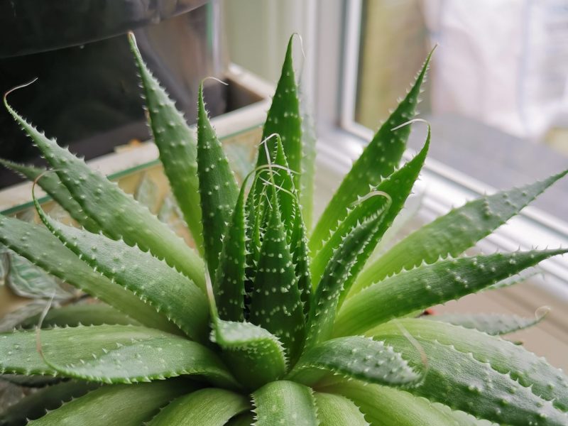 Aloe Vera Plant Leaves Bending (10 Causes And Solutions)  