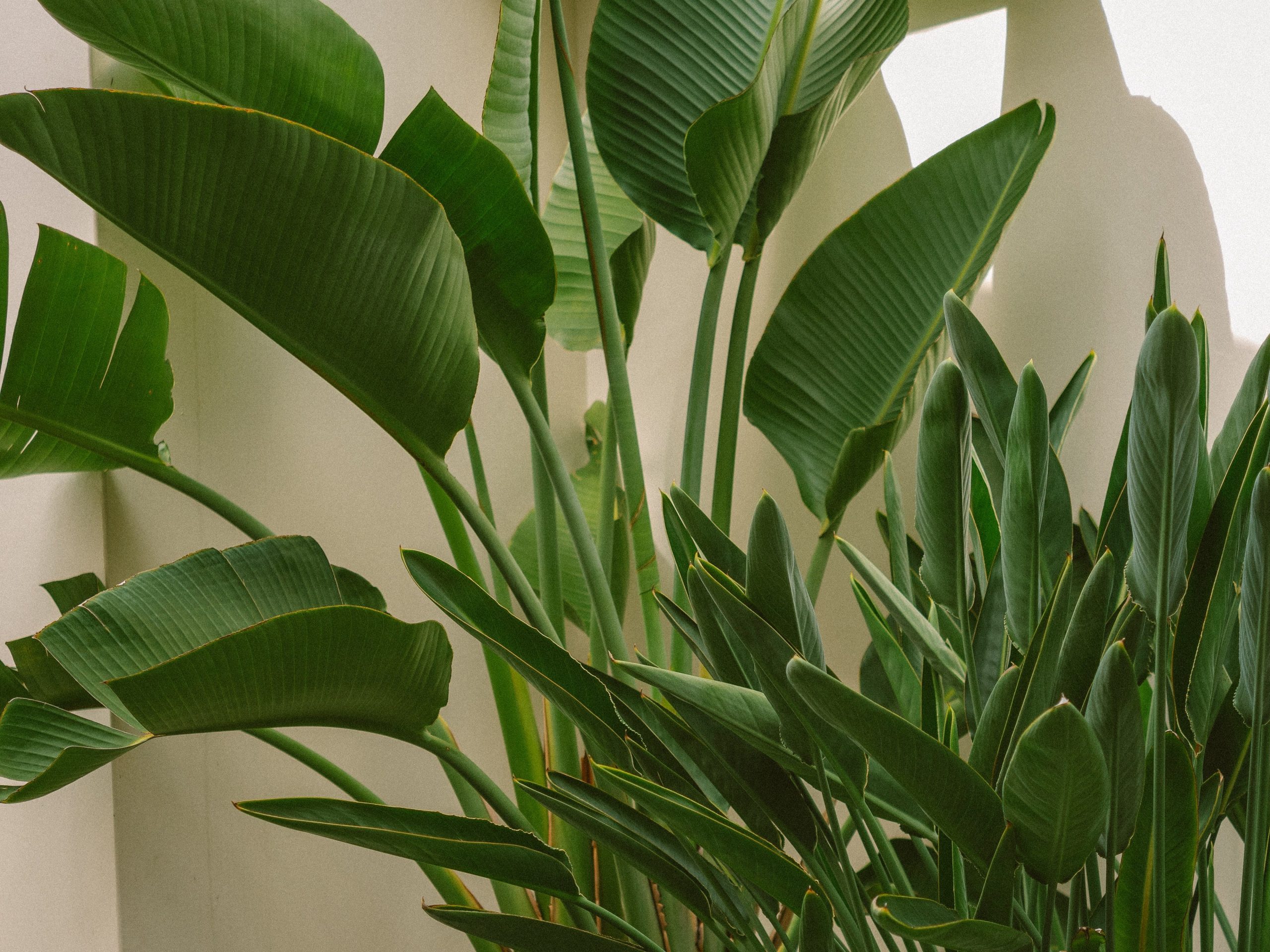 bird of paradise plant dying