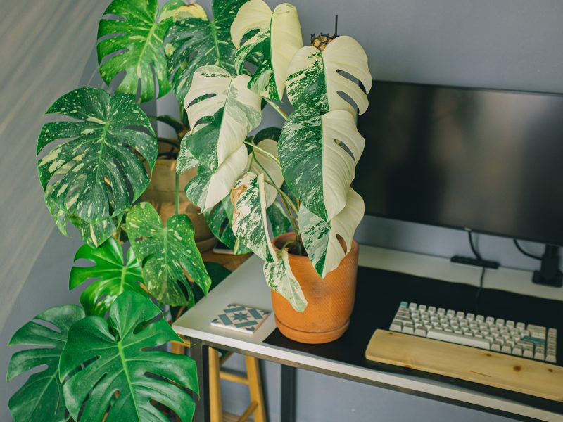 Healthy variegated monstera leaves